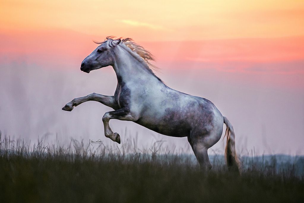 Yasmin Winter Pferdefotografie Köln NRW winterlichtmalerei