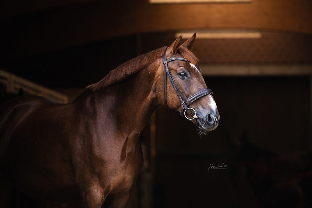 Yasmin Winter winterlichtmalerei Pferdefotografie Köln NRW