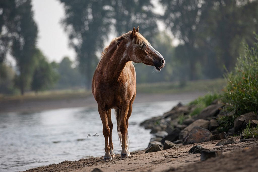 Yasmin Winter winterlichtmalerei Pferdefotografie Köln NRW